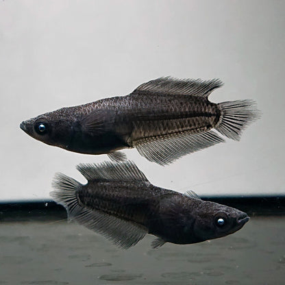 【現物】オーブ×夢神 F10 漆黒血統 両眼アースアイ　6匹　オス4メス2　3869