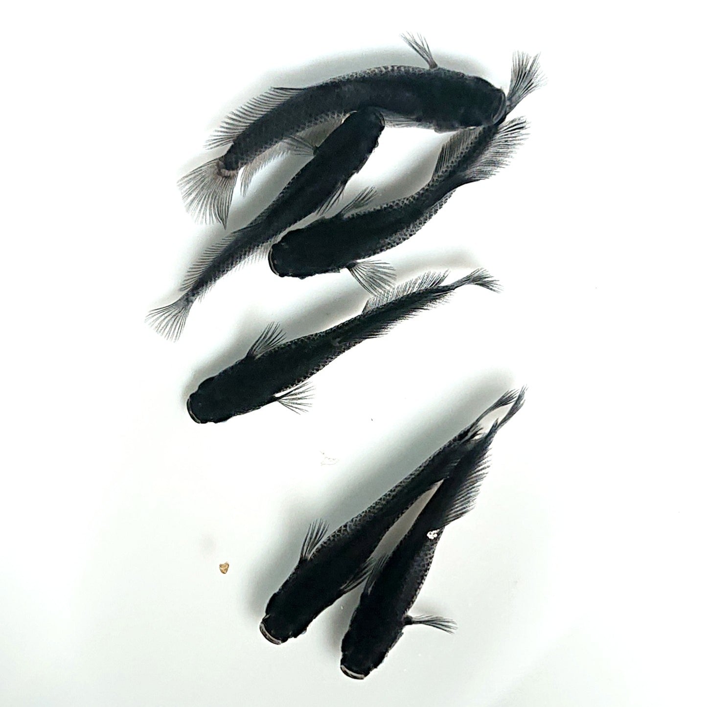 【現物】オーブ×夢神 F10 漆黒血統 両眼アースアイ　6匹　オス4メス2　3869