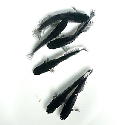 【現物】オーブ×夢神 F10 漆黒血統 両眼アースアイ　6匹　オス4メス2　3869