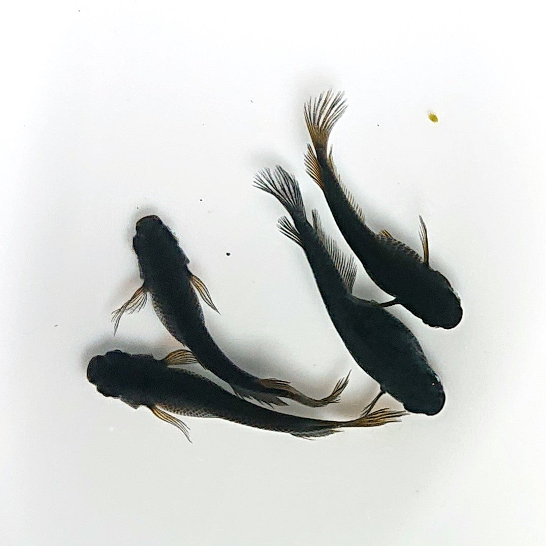 【現物】北辻GODアースアイ松井ヒレ長　2ペア　3874