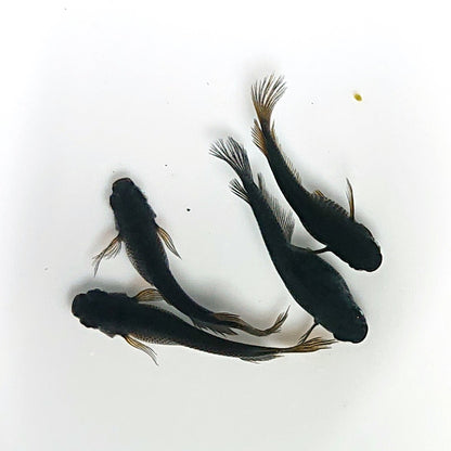 【現物】北辻GODアースアイ松井ヒレ長　2ペア　3874