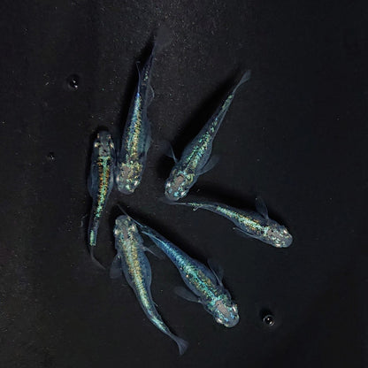 【現物】ゴジラ　6匹　オス2メス4　3872