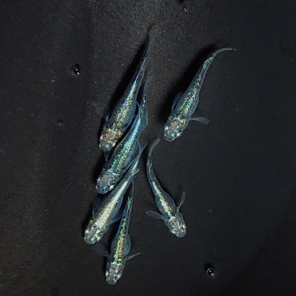 【現物】ゴジラ　6匹　オス2メス4　3872