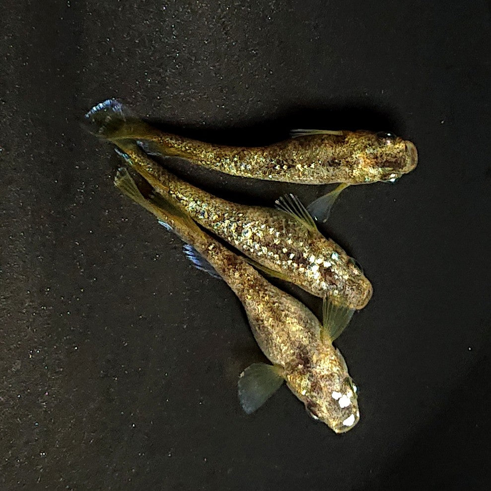 【現物】金箔和墨　3匹　オス1メス2　3868