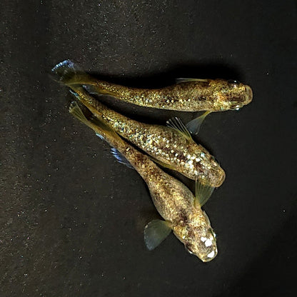 【現物】金箔和墨　3匹　オス1メス2　3868