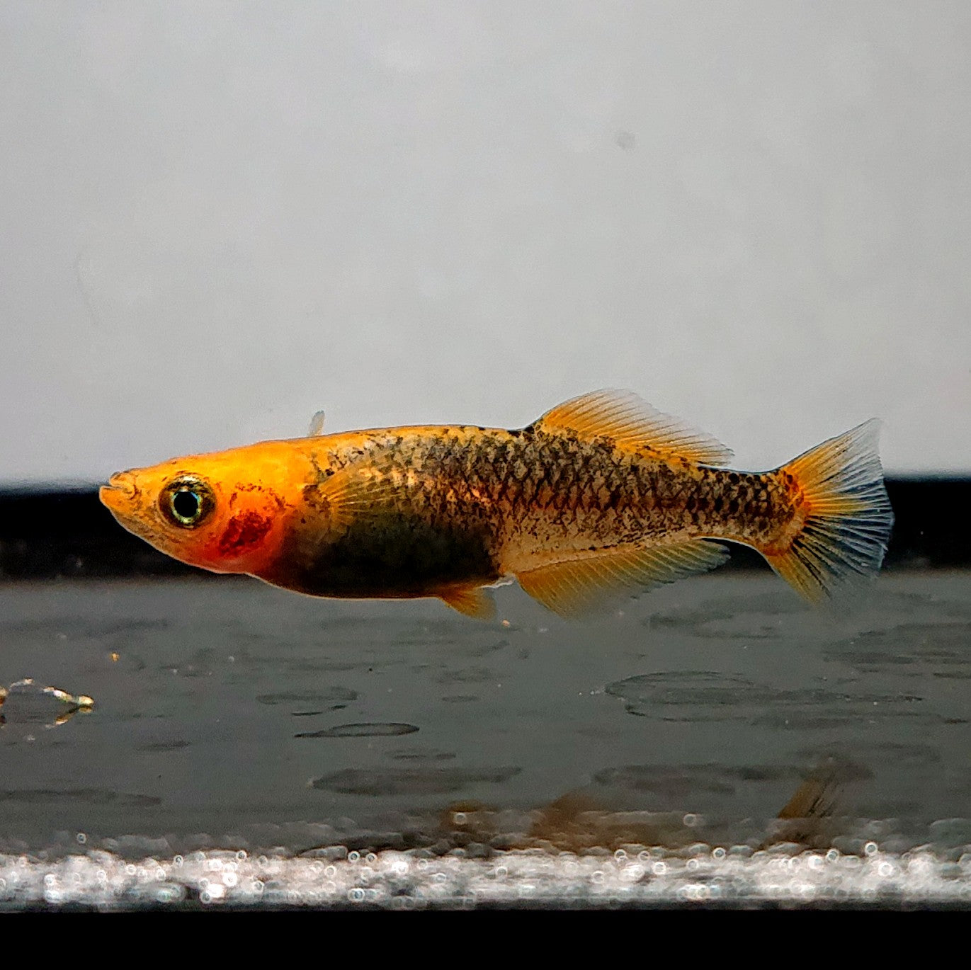 【現物】かぐや　7匹　オス2メス5　3880