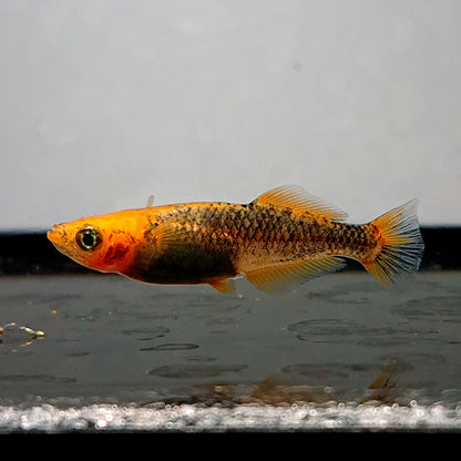 【現物】かぐや　7匹　オス2メス5　3880