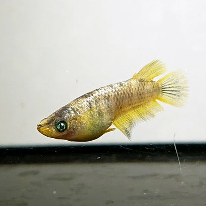 【現物】金箔和墨　3匹　オス2メス1　ブルーラメ・濃墨個体　3876