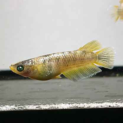 【現物】金箔和墨　3匹　オス2メス1　ブルーラメ・濃墨個体　3876