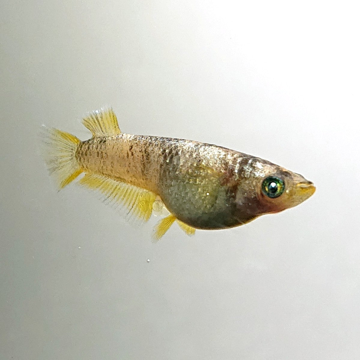 【現物】金箔和墨　3匹　オス2メス1　ブルーラメ・濃墨個体　3876