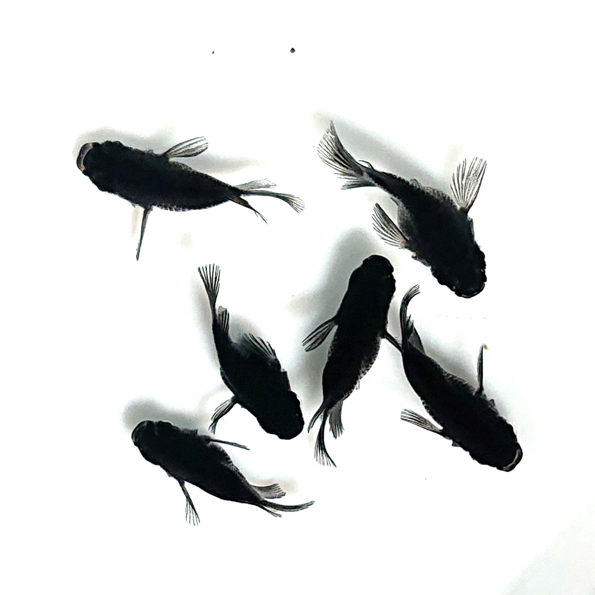 【現物】オロチ本だるま　6匹　オス5メス1　掛け合わせ用親魚　3881