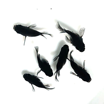 【現物】オロチ本だるま　6匹　オス5メス1　掛け合わせ用親魚　3881