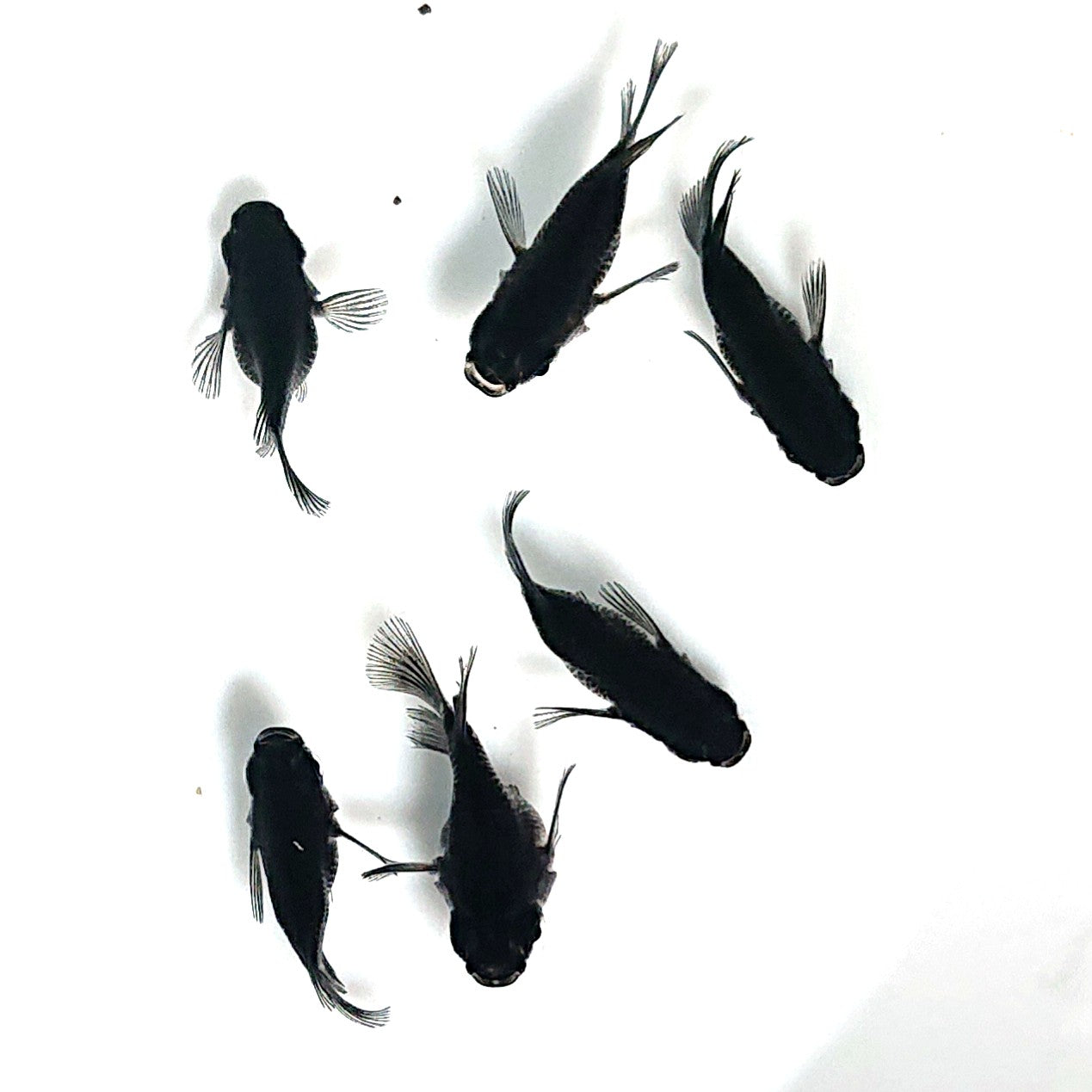 【現物】オロチ本だるま　6匹　オス5メス1　掛け合わせ用親魚　3881