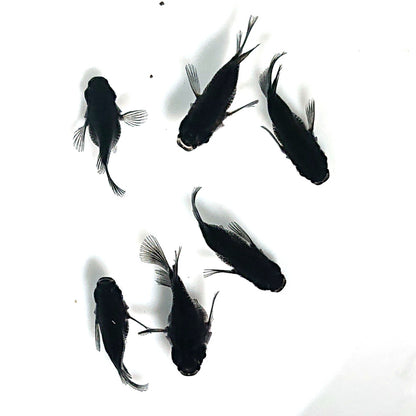 【現物】オロチ本だるま　6匹　オス5メス1　掛け合わせ用親魚　3881