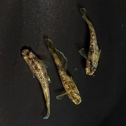 【現物】金箔和墨　3匹　オス2メス1　ブルーラメ・濃墨個体　3876