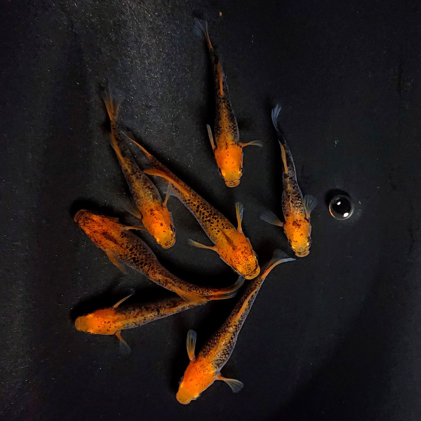 【現物】かぐや　7匹　オス2メス5　3880