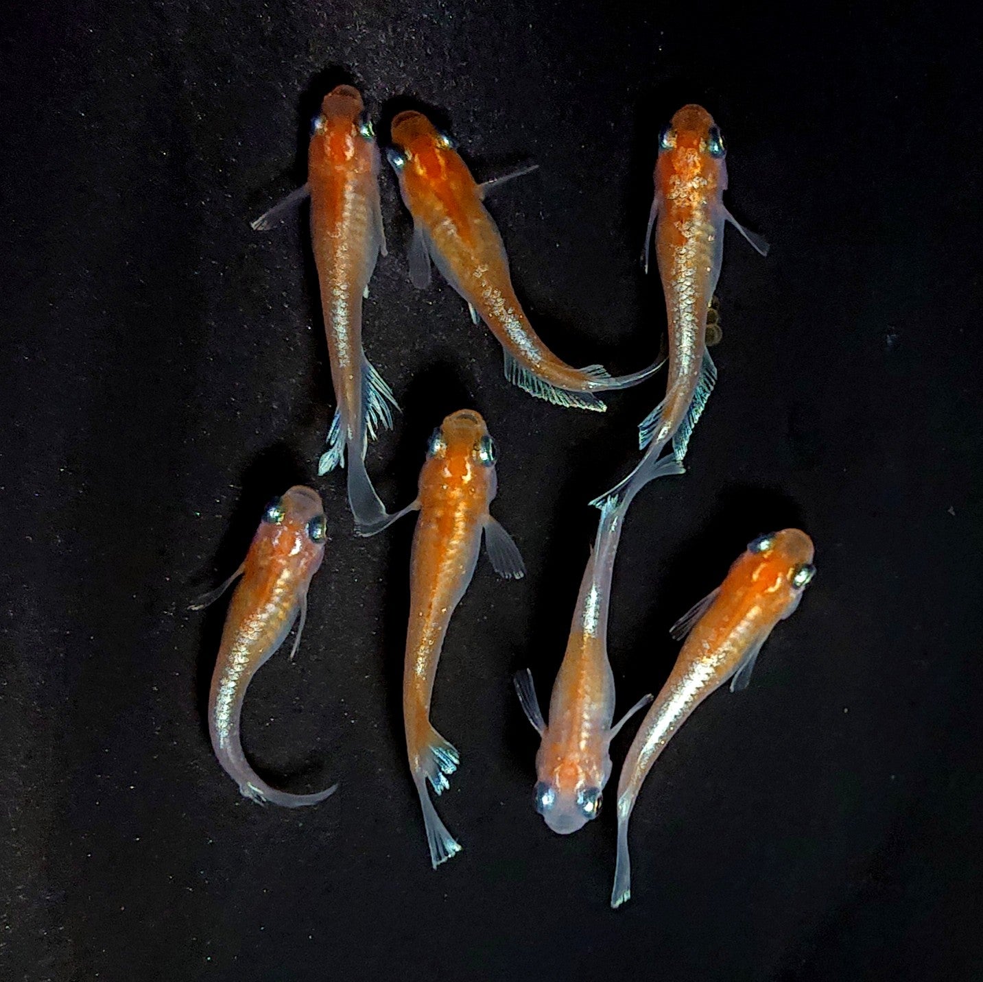 【現物】深紅のデーンモルフォキッシングΩ　7匹　オス3メス4　3879