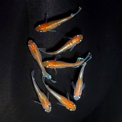 【現物】深紅のデーンモルフォキッシングΩ　7匹　オス3メス4　3879