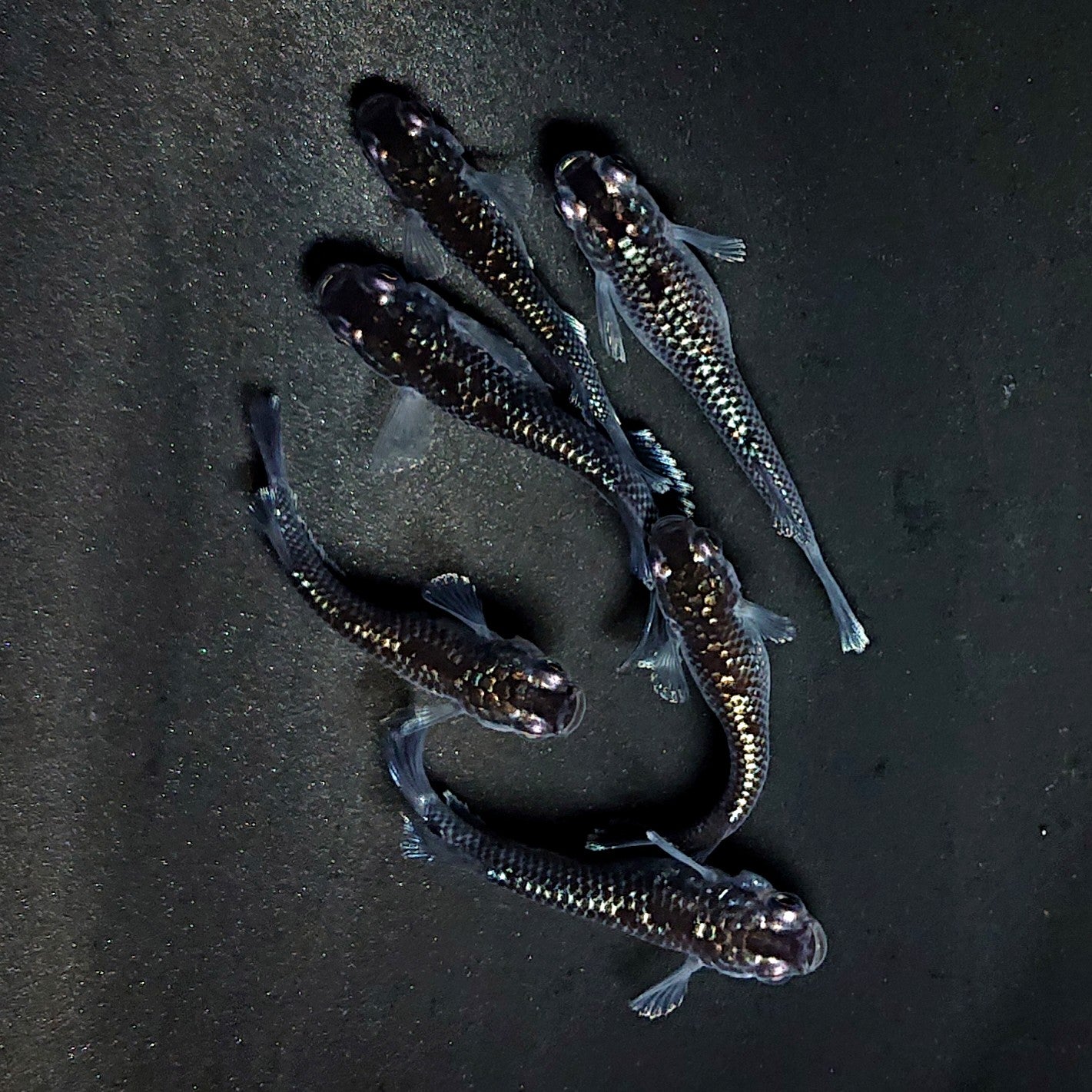 【現物】ミッドナイトフリル ラメtype　3ペア　3877