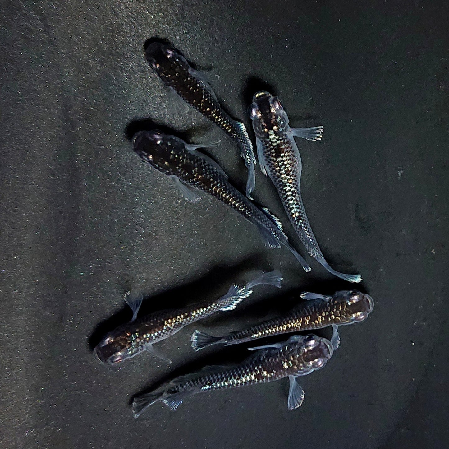 【現物】ミッドナイトフリル ラメtype　3ペア　3877