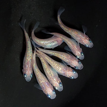 【現物】ピンクサファイア　8匹　オス3メス5　3878