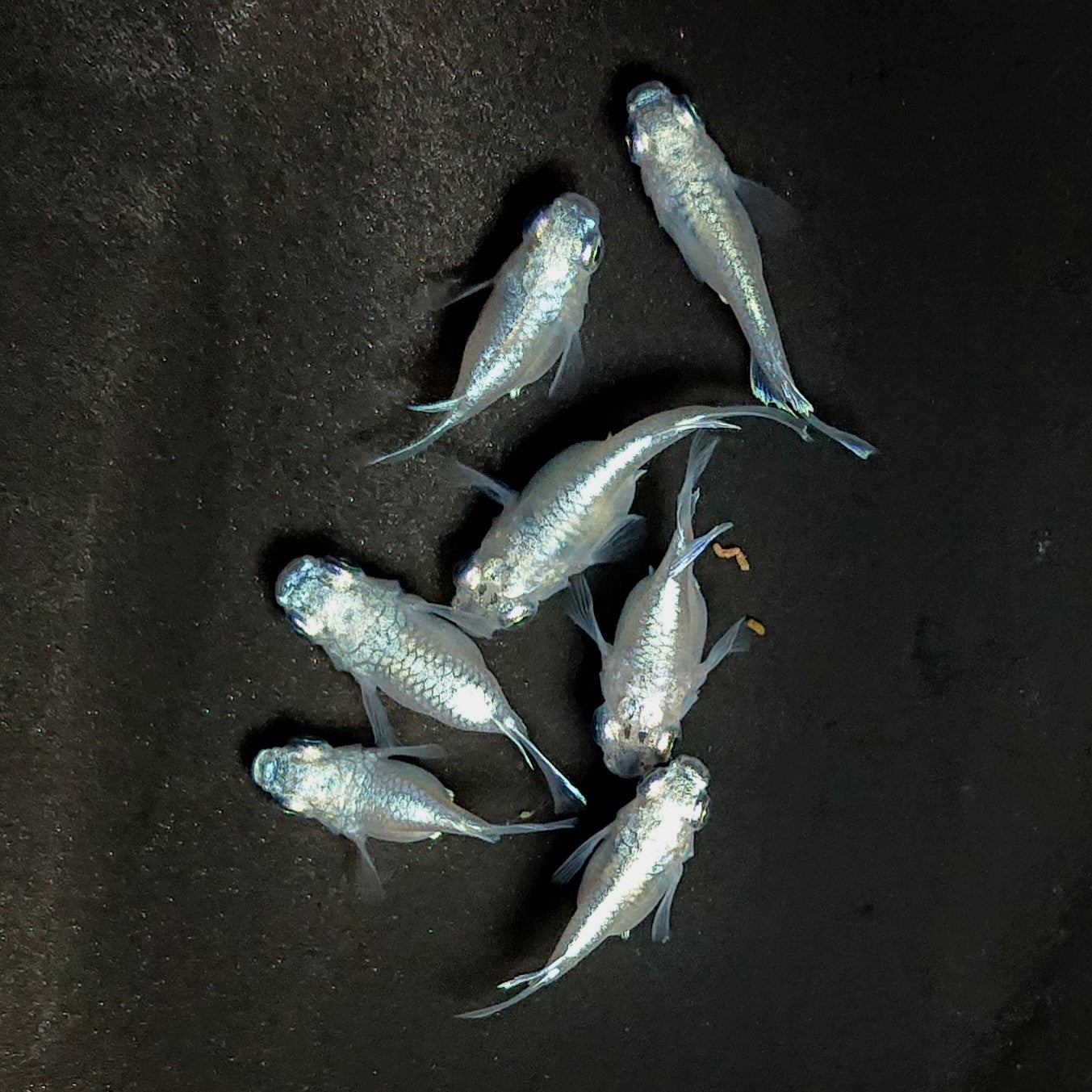 【現物】エンゼル　7匹　オス4メス3　3882