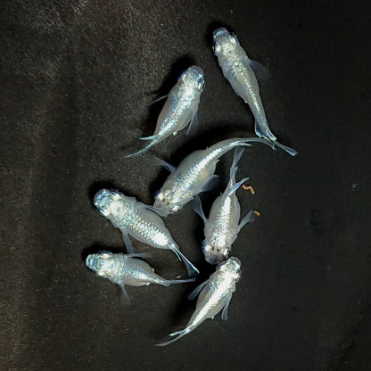 【現物】エンゼル　7匹　オス4メス3　3882