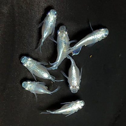 【現物】エンゼル　7匹　オス4メス3　3882