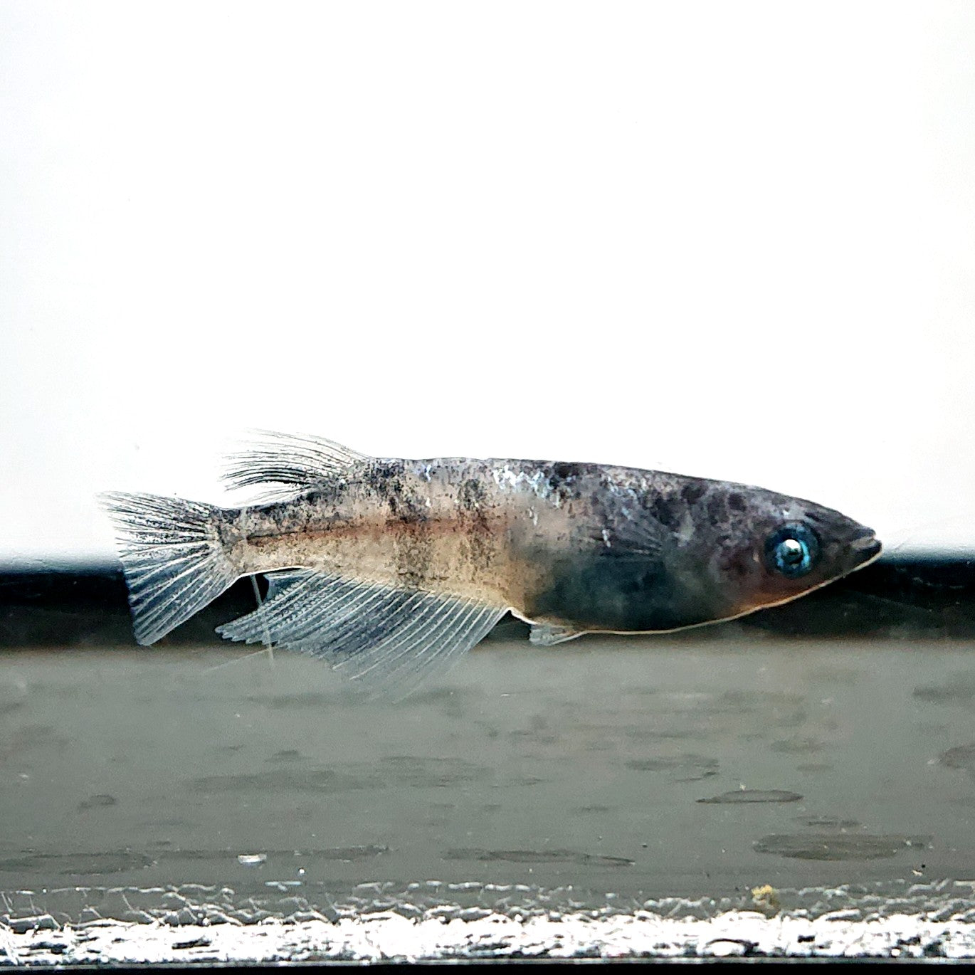 【現物】和墨白銀 両眼アースアイ　6匹　オス2メス4　3888