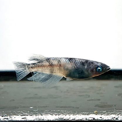 【現物】和墨白銀 両眼アースアイ　6匹　オス2メス4　3888