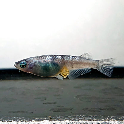 【現物】和墨白銀 両眼アースアイ　6匹　オス2メス4　3888