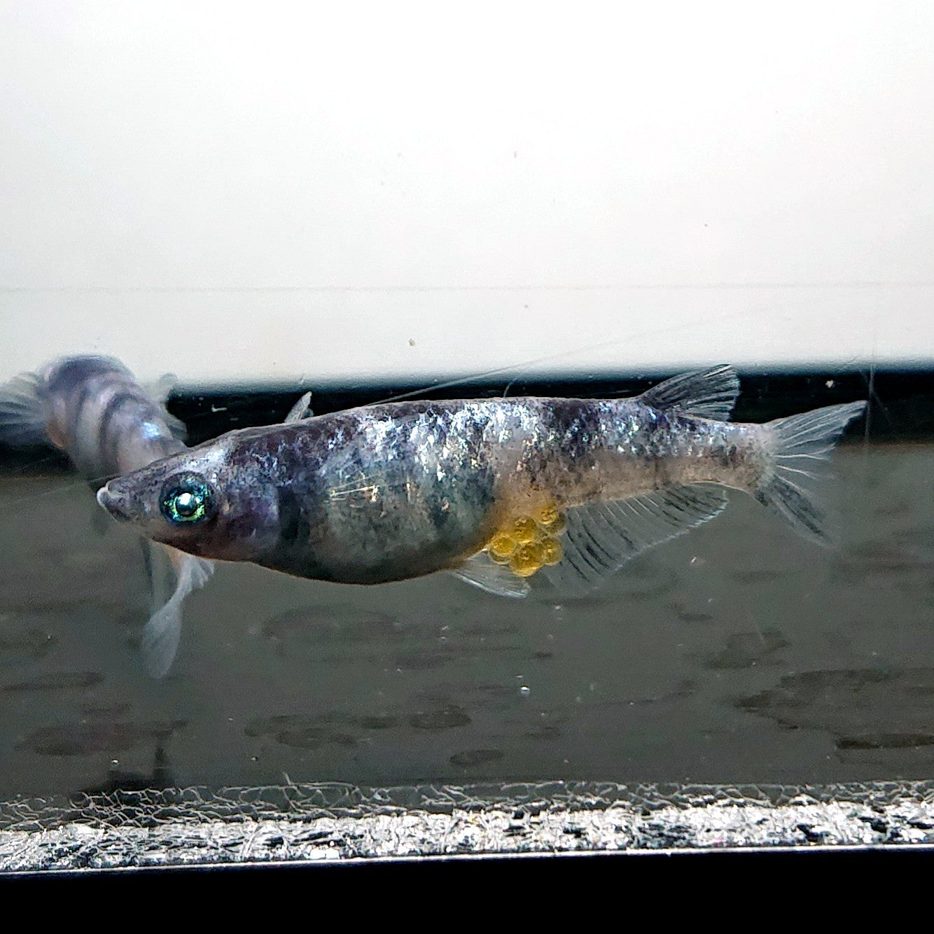 【現物】【NEW】和墨星ラメ　3匹　オス2メス1　両眼アースアイ・ブルーラメ・濃墨個体　3885