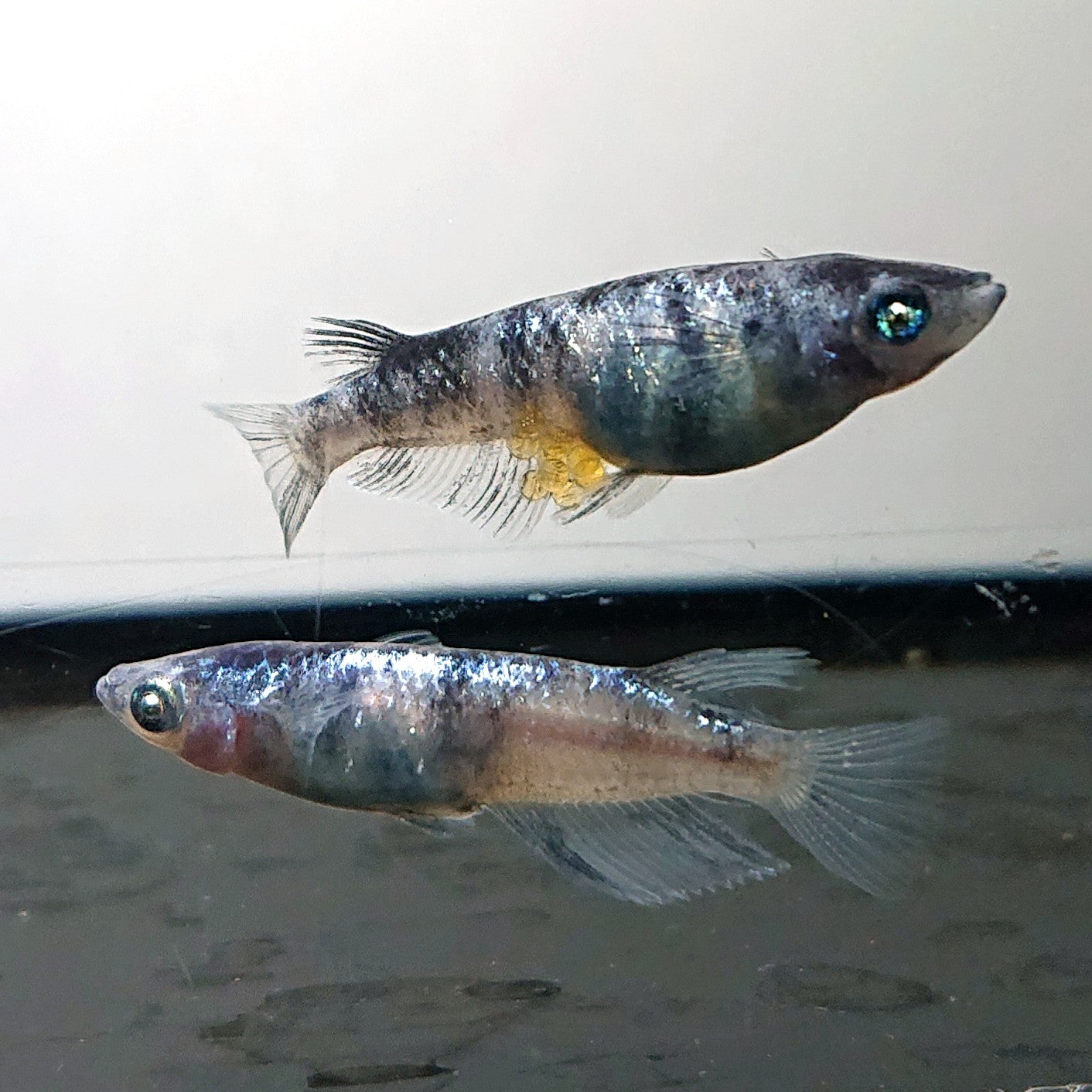 【現物】【NEW】和墨星ラメ　3匹　オス2メス1　両眼アースアイ・ブルーラメ・濃墨個体　3885