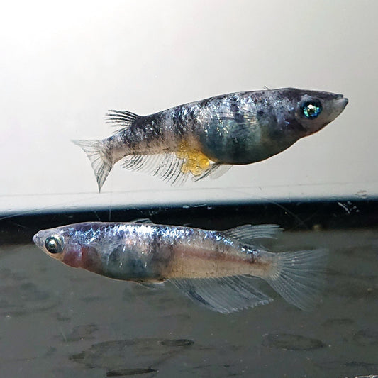 【現物】【NEW】和墨星ラメ　3匹　オス2メス1　両眼アースアイ・ブルーラメ・濃墨個体　3885