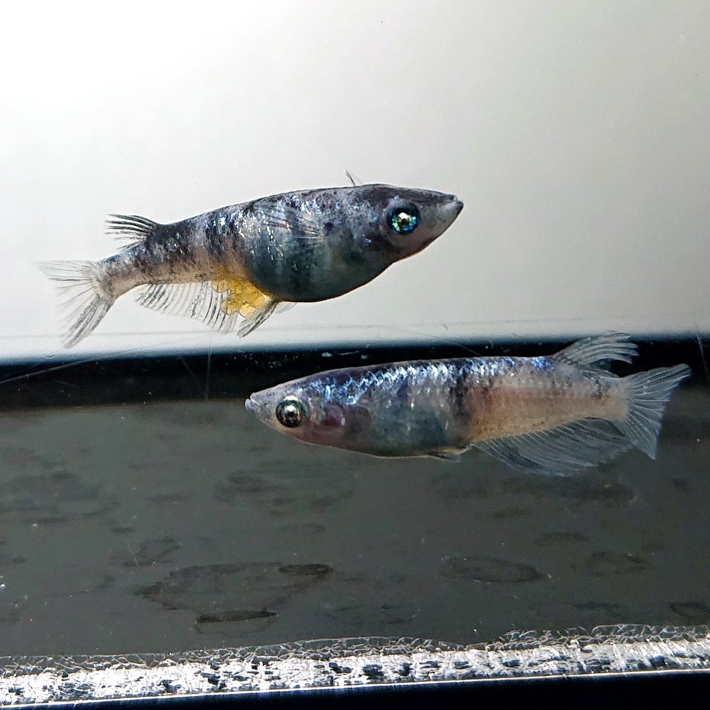 【現物】【NEW】和墨星ラメ　3匹　オス2メス1　両眼アースアイ・ブルーラメ・濃墨個体　3885