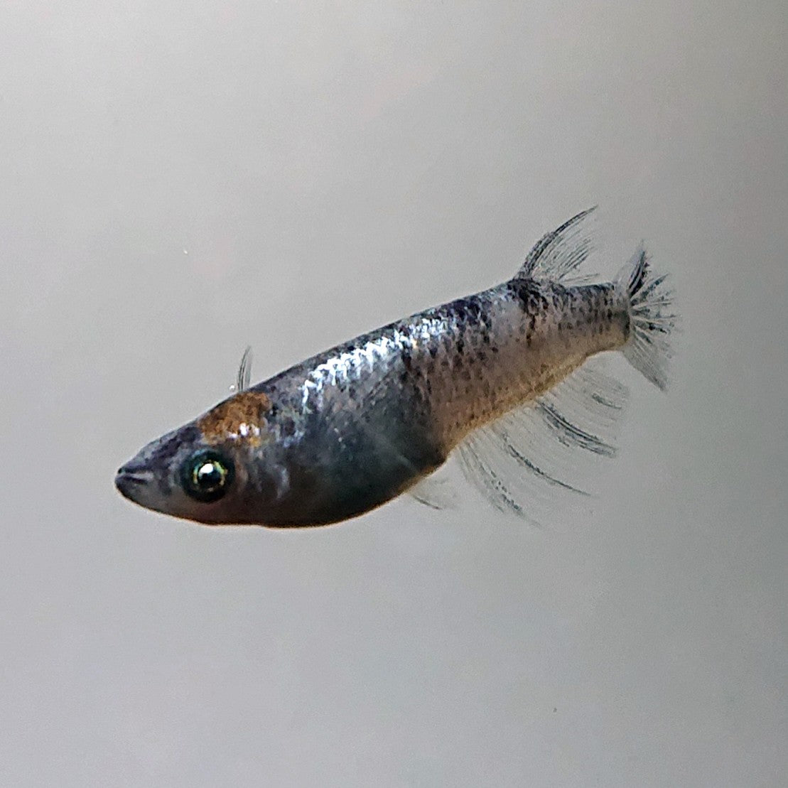 【現物】【NEW】和墨星ラメ三色　3匹　オス1メス2　両眼アースアイ・ブルーラメ　3884