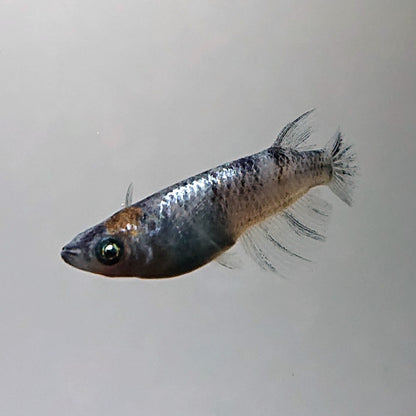 【現物】【NEW】和墨星ラメ三色　3匹　オス1メス2　両眼アースアイ・ブルーラメ　3884