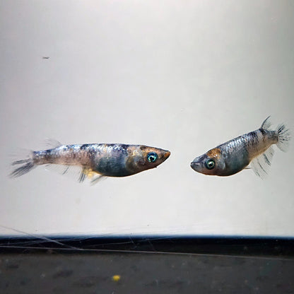 【現物】【NEW】和墨星ラメ三色　3匹　オス1メス2　両眼アースアイ・ブルーラメ　3884