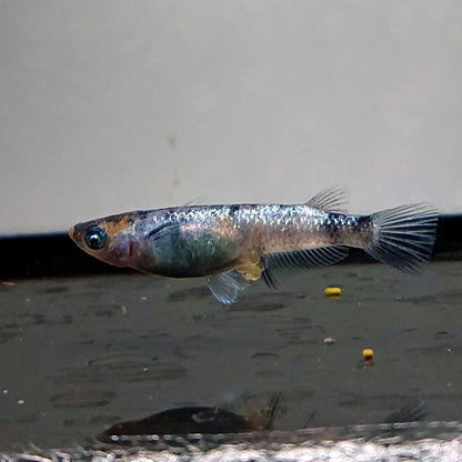 【現物】【NEW】和墨星ラメ三色　3匹　オス1メス2　両眼アースアイ・ブルーラメ　3884