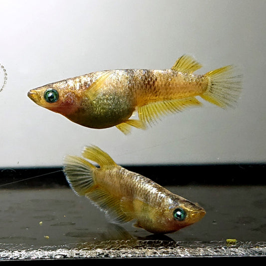 【現物】【上物】金箔和墨　3匹　オス1メス2　両眼アースアイ・ブルーラメ・濃墨個体　3883