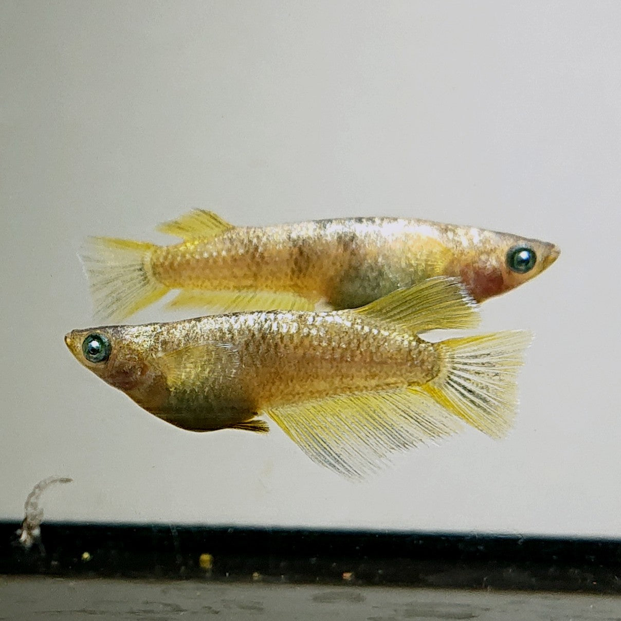 【現物】【上物】金箔和墨　3匹　オス1メス2　両眼アースアイ・ブルーラメ・濃墨個体　3883