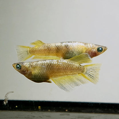 【現物】【上物】金箔和墨　3匹　オス1メス2　両眼アースアイ・ブルーラメ・濃墨個体　3883