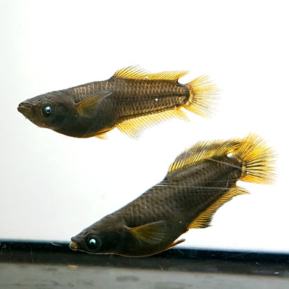 【現物】オーブ×夢神 F10 五式血統 ヒレ伸長個体　3ペア　3886