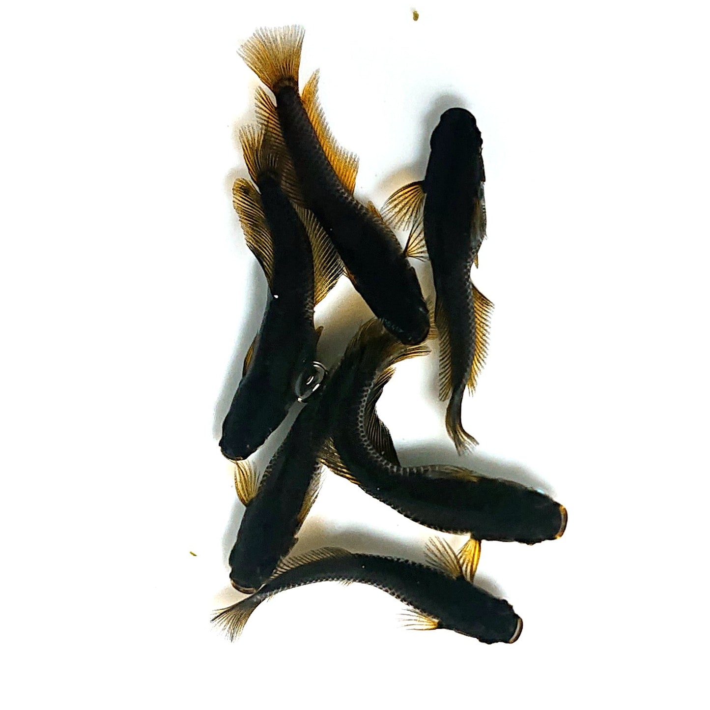 【現物】オーブ×夢神 F10 五式血統 ヒレ伸長個体　3ペア　3886