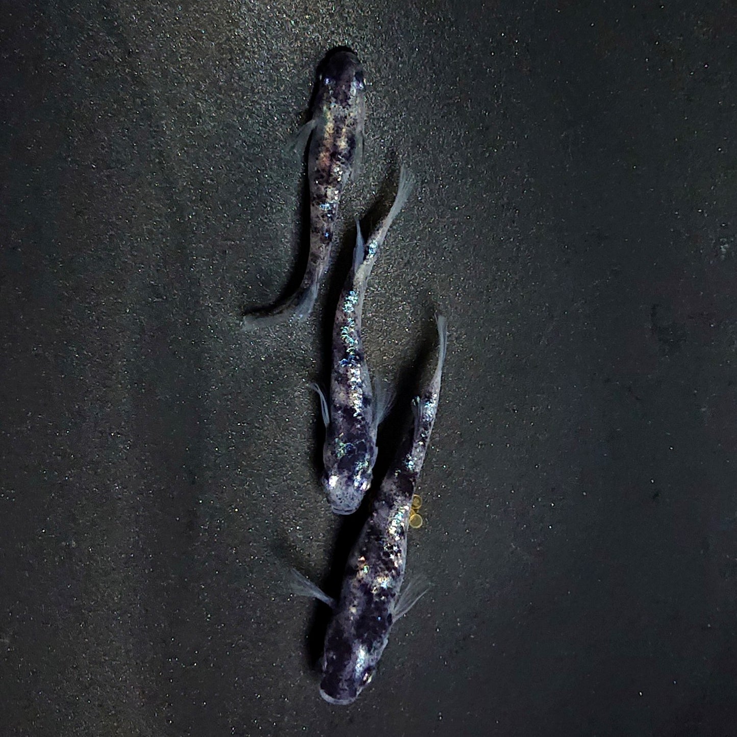 【現物】【NEW】和墨星ラメ　3匹　オス2メス1　両眼アースアイ・ブルーラメ・濃墨個体　3885