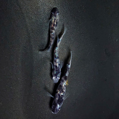 【現物】【NEW】和墨星ラメ　3匹　オス2メス1　両眼アースアイ・ブルーラメ・濃墨個体　3885