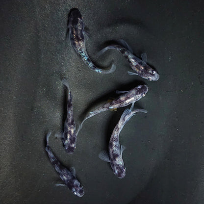 【現物】和墨白銀 両眼アースアイ　6匹　オス2メス4　3888