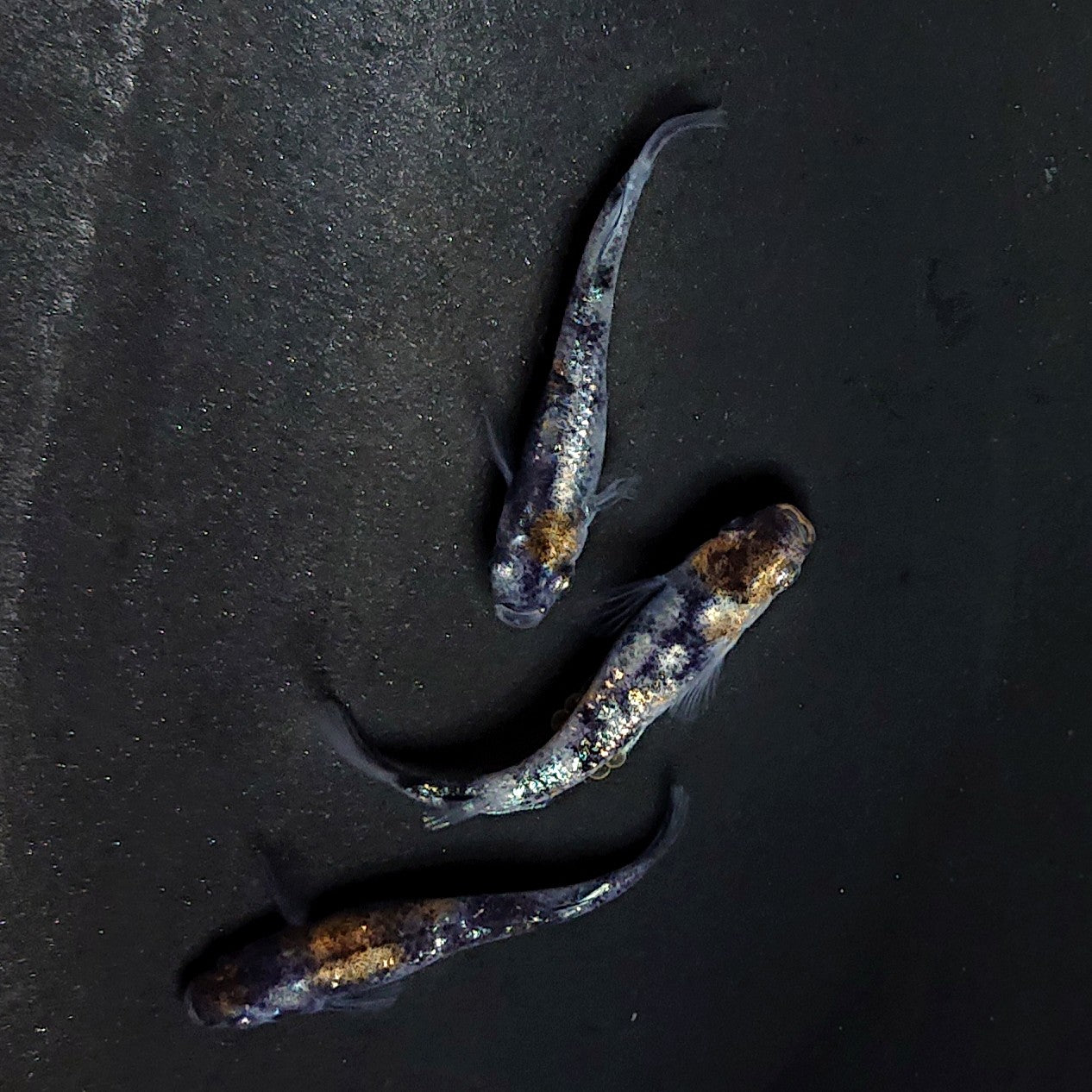 【現物】【NEW】和墨星ラメ三色　3匹　オス1メス2　両眼アースアイ・ブルーラメ　3884