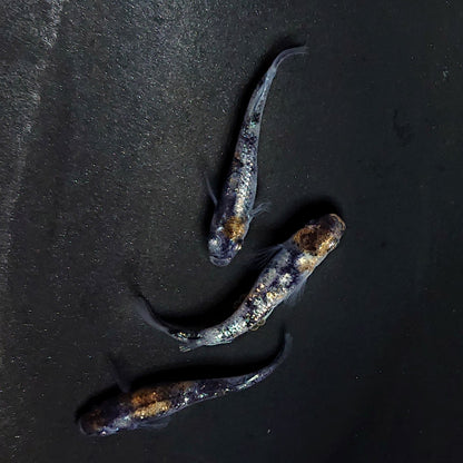 【現物】【NEW】和墨星ラメ三色　3匹　オス1メス2　両眼アースアイ・ブルーラメ　3884