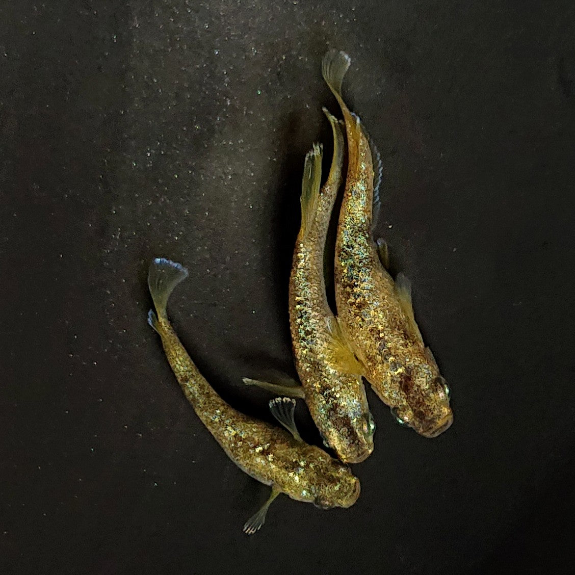 【現物】【上物】金箔和墨　3匹　オス1メス2　両眼アースアイ・ブルーラメ・濃墨個体　3883